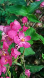 Close-up of pink flowers blooming outdoors