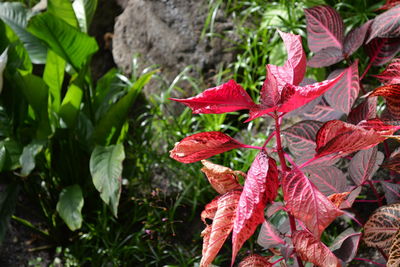 Close-up of red leaves on plant