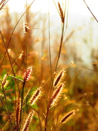 Close-up of plant growing on plant