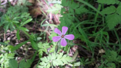 Close-up of purple flowers