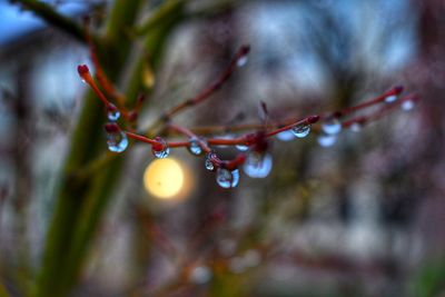 Close-up of wet plant on snow