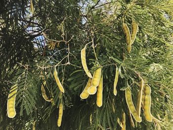 Close-up of leaves on tree