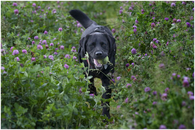 Portrait of a dogin a over grown field