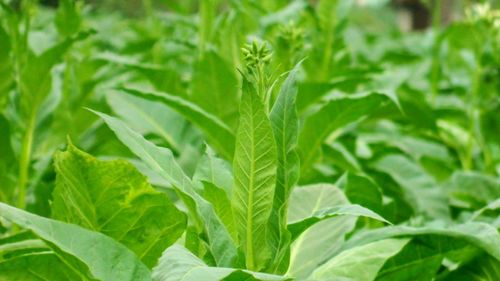 Close-up of fresh green plant