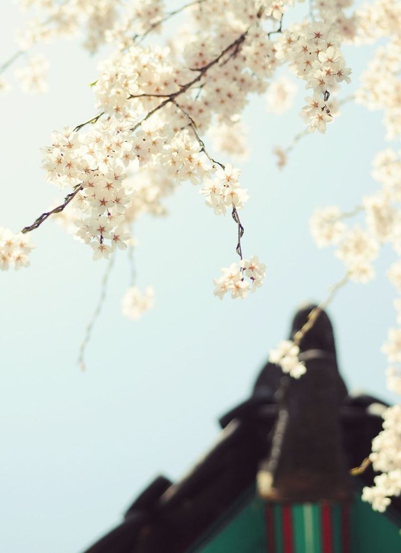 CLOSE-UP OF CHERRY BLOSSOMS AGAINST SKY