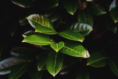 Close-up of green leaves