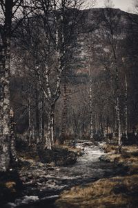 View of bare trees in forest