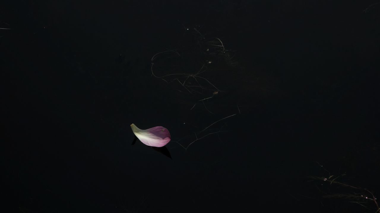 FLOWER FLOATING ON WATER