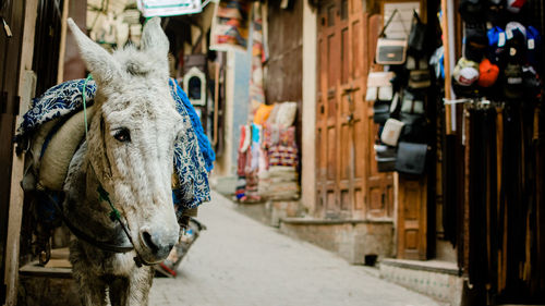 Close-up of donkey standing on street amidst houses in city