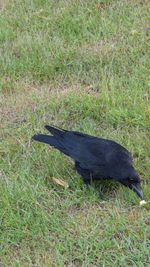 Side view of bird perching on grass