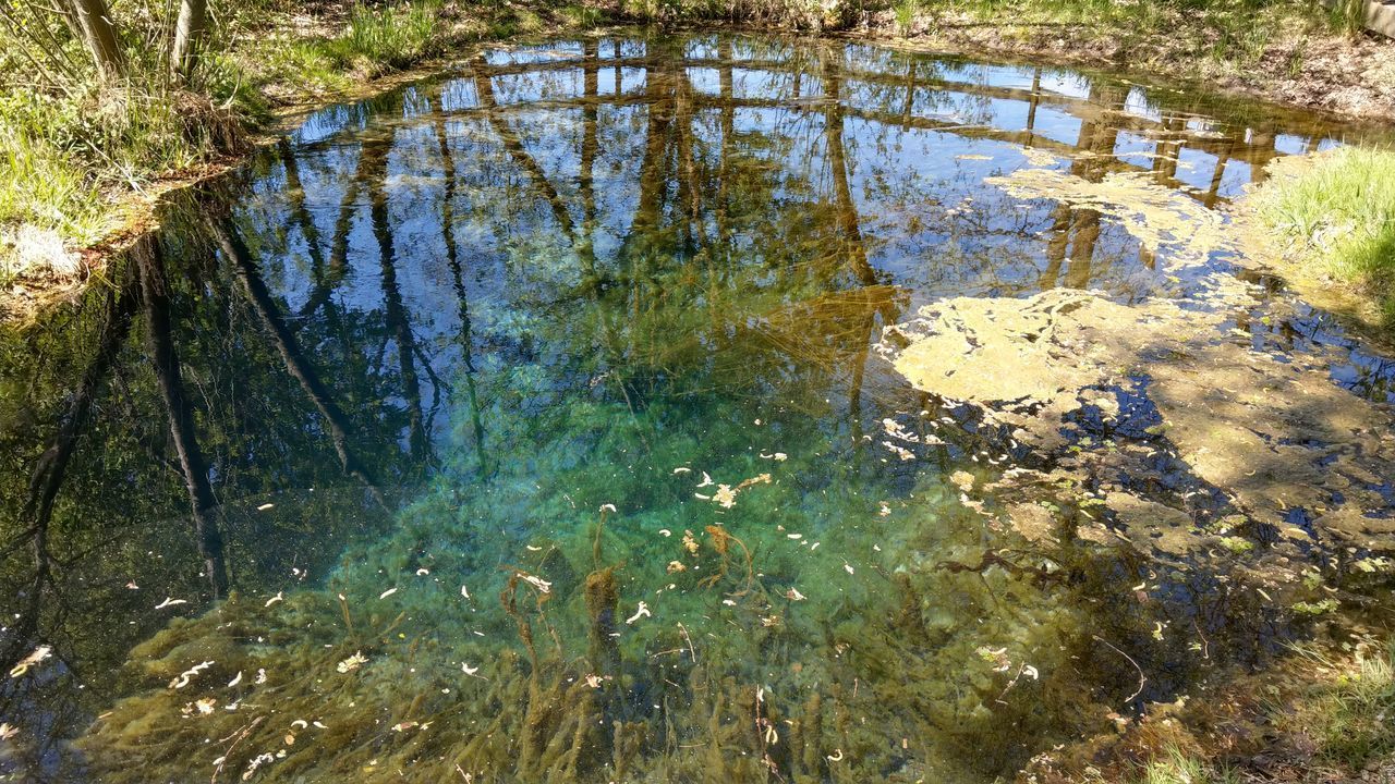 REFLECTION OF TREES IN LAKE WATER