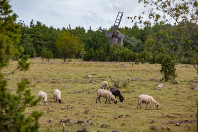 Sheep grazing on field