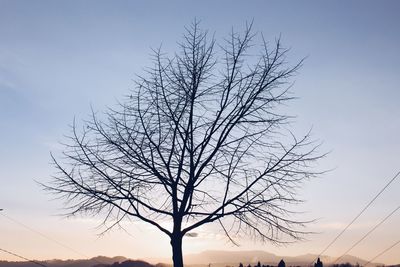 Low angle view of silhouette bare tree against sky