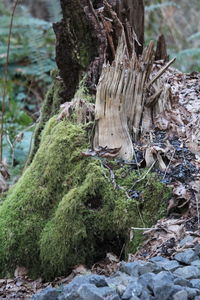 Close-up of tree stump