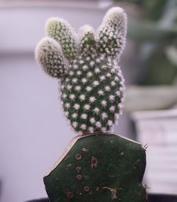 Close-up of succulent plant