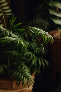 Close-up of potted plant