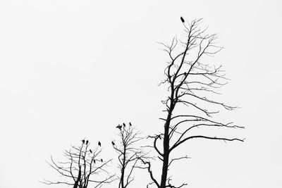 Low angle view of bare trees against clear sky