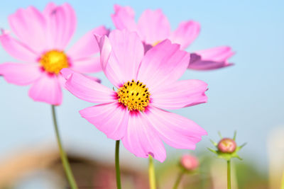 Close-up of pink cosmos flower against sky