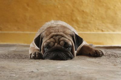 Close-up of pug relaxing on floor