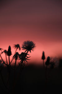 Close-up of silhouette flowering plants against romantic sky at sunset