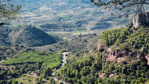 High angle view of trees in forest