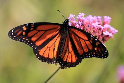 Close-up of butterfly pollinating on flower