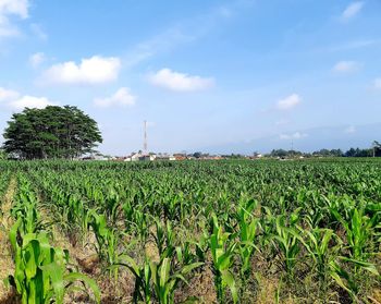 Crops growing on field against sky