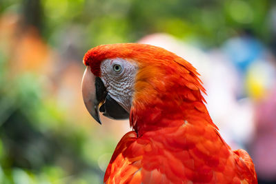 Close-up of parrot