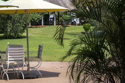 Empty chairs and palm trees on lawn