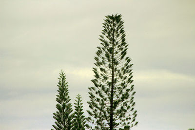 Low angle view of pine tree against sky