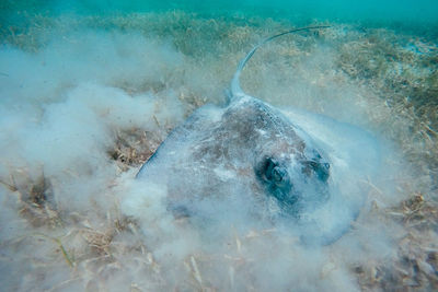 Close-up of stingray on golden grass