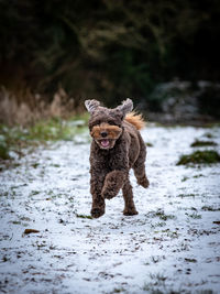 Portrait of dog running on snow covered land