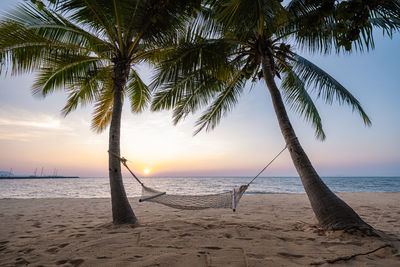 Palm trees on beach against sky