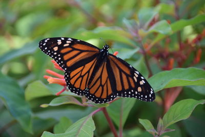 Close-up of butterfly pollinating on plant