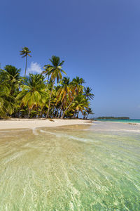 Palm trees on beach against clear blue sky