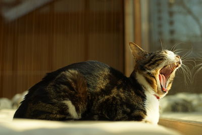 Big yawing old tabby cat