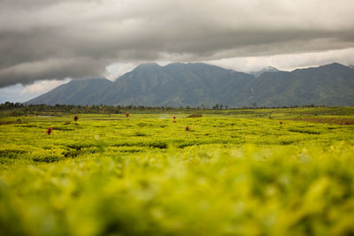 Scenic view of agricultural field against sky