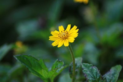 Close-up of yellow flowering plant