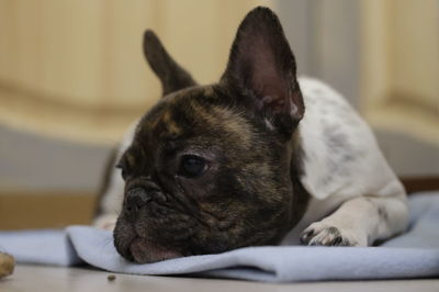 Close-up of a dog looking away