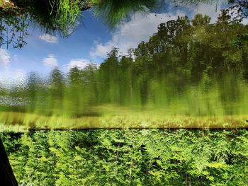 Scenic view of lake against trees in forest