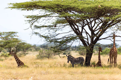 View of trees on field