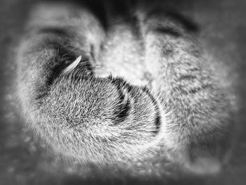 Close-up of cat sleeping