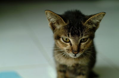 Close-up portrait of cat