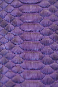 Full frame shot of fish