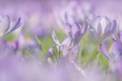 Close-up of purple crocus flowers on field