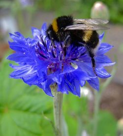 Close-up of bee pollinating on purple flower