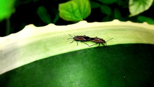 Digital composite image of insects on potted plant