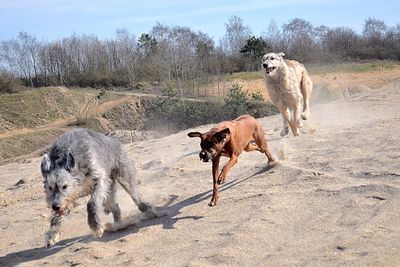 View of dogs on field