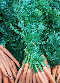 High angle view of hand touching vegetables