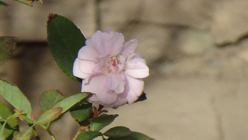 Close-up of pink flowers blooming outdoors